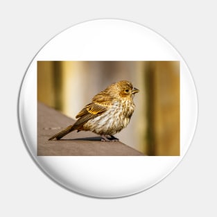 Finch Sitting on Wood Pin