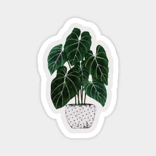 Philodendron interior plant Magnet
