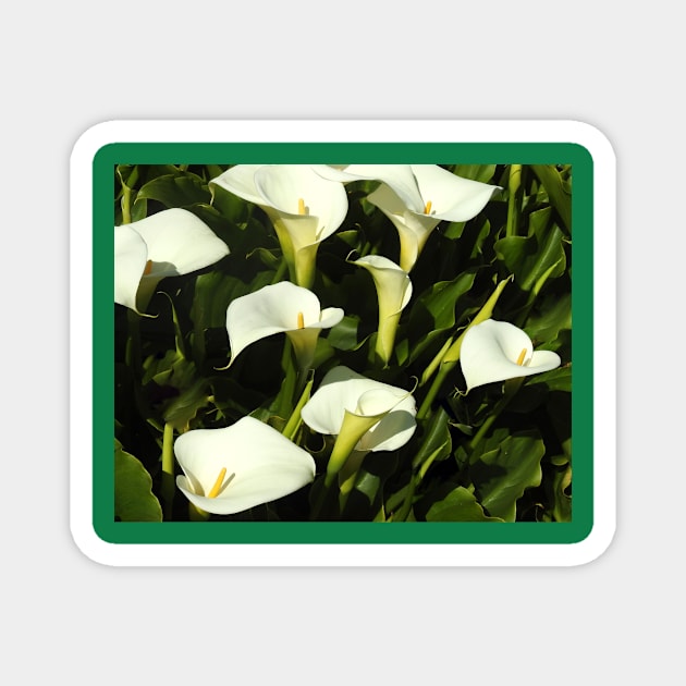 Nature, Wildflowers, Calla Lily Magnet by sandyo2ly