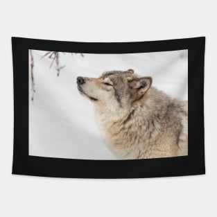 Timber wolf in winter Tapestry