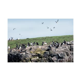 Puffins colony on the Farne islands, Northumberland, UK T-Shirt