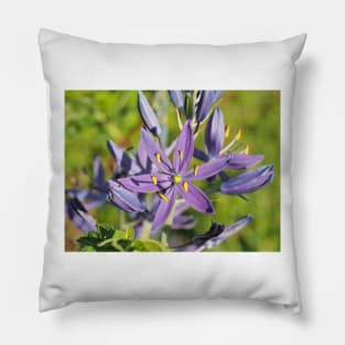 Beautiful violet common camas (Camassia quamash ssp. breviflora) flower Pillow