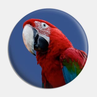 Close-Up Of A Green Winged Macaw Parrot Pin