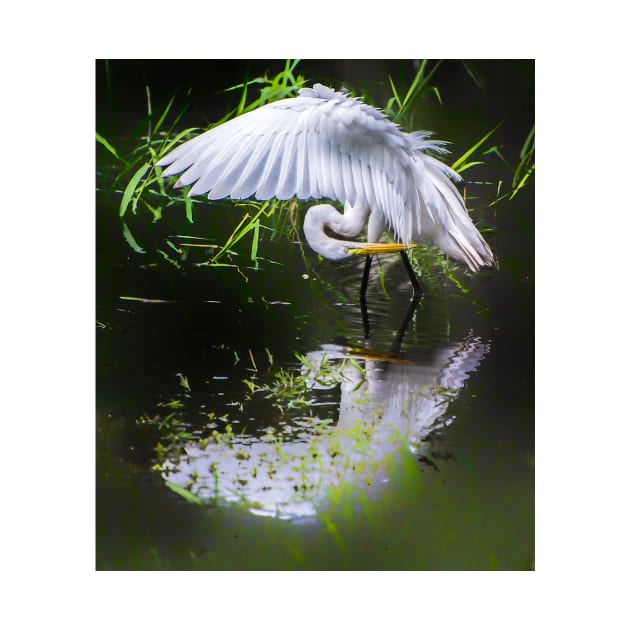 Preening egret by joesaladino