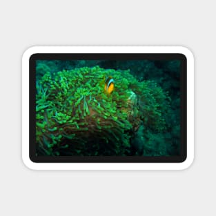 ANEMONE FISH Magnet