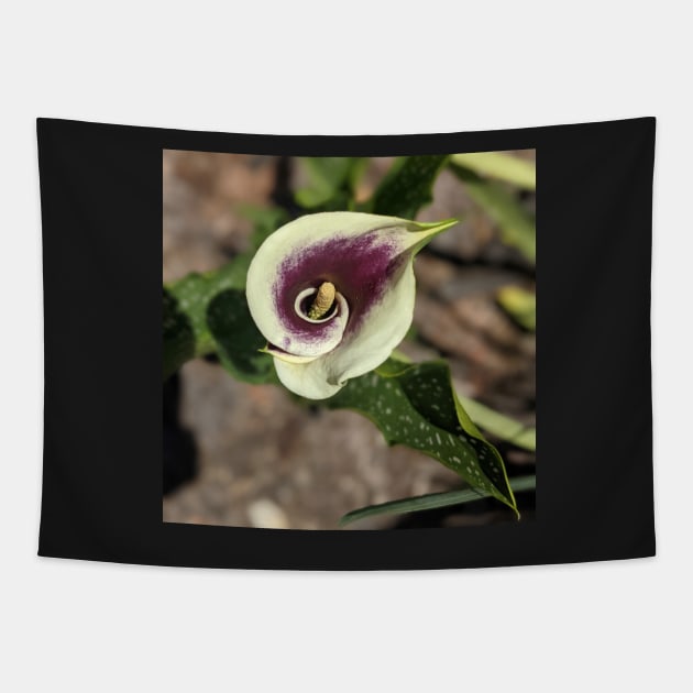 Calla Lily From the Top Photographic Image Tapestry by AustaArt