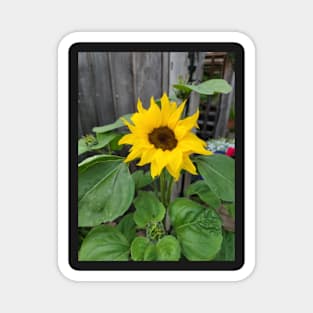 sunflowers posters, gift, for birthday happy birthday, beautiful flower Magnet