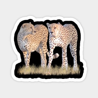 2 Cheetahs - Predator - Cats in Africa Magnet