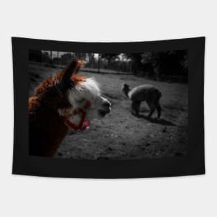 Community Farm Alpacas Tapestry