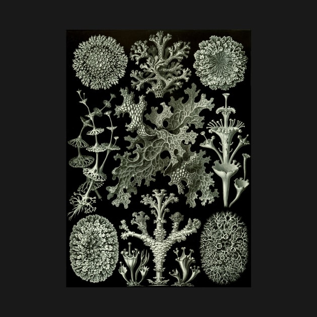 Lichen by Ernst Haeckel by MasterpieceCafe
