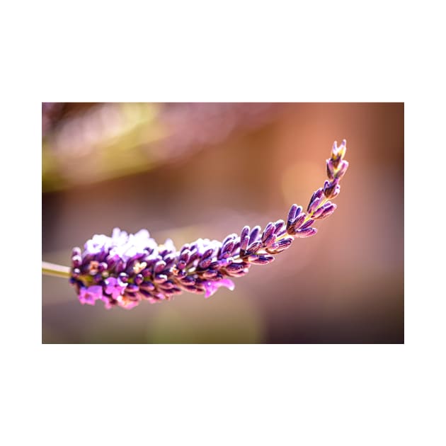 Lavender and bokeh by blossomcophoto