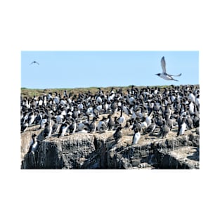 Guillemot flyby on the Farne Islands, Northumberland T-Shirt