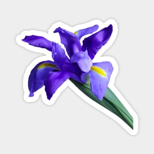 Purple Iris Cutout Magnet