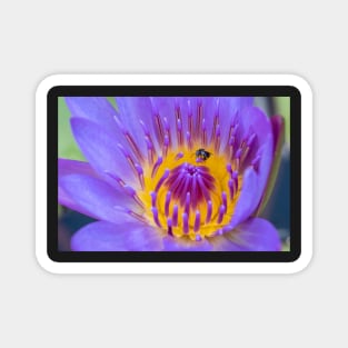 Waterlily and Native Bee Magnet