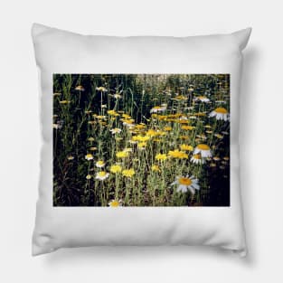 Dyer's chamomile Pillow