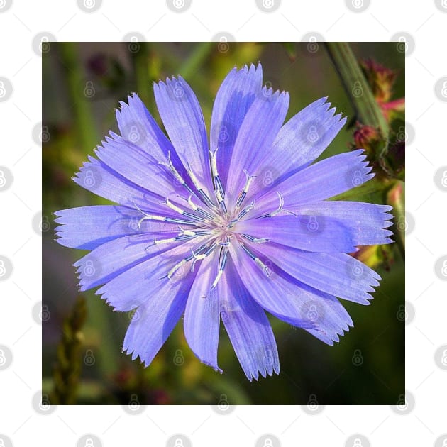 Vibrant Chicory Flower by DesignMore21
