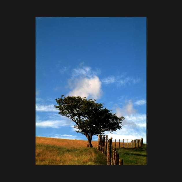 Tree on a Hill by newbeltane