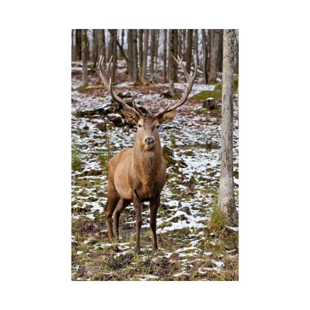 Red Deer In Woods by jaydee1400