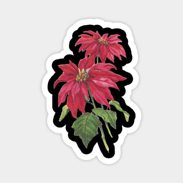 Vintage Blooming Christmas Poinsettia Magnet by numpdog