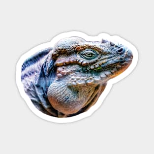 Rhinoceros Iguana Magnet