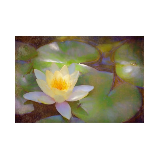 Pond Lily 35 by secretgardener