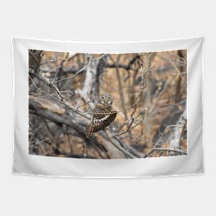 African Barred Owlet Tapestry