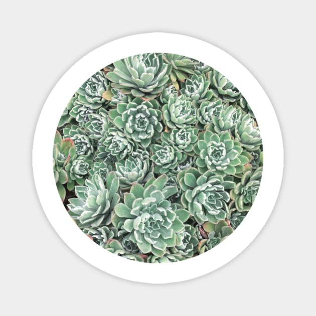 Succulent Bed Magnet by Cassia