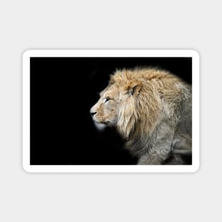 Lion f 5/4/22 / Swiss Artwork Photography Magnet