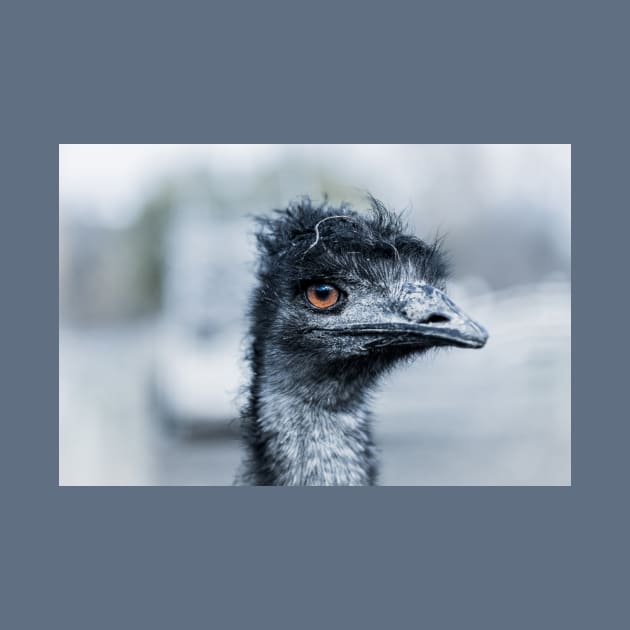 Portrait of a Pet Emu by Amy-K-Mitchell