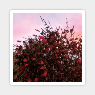 Bottlebrushes Against a Pink Sky Magnet