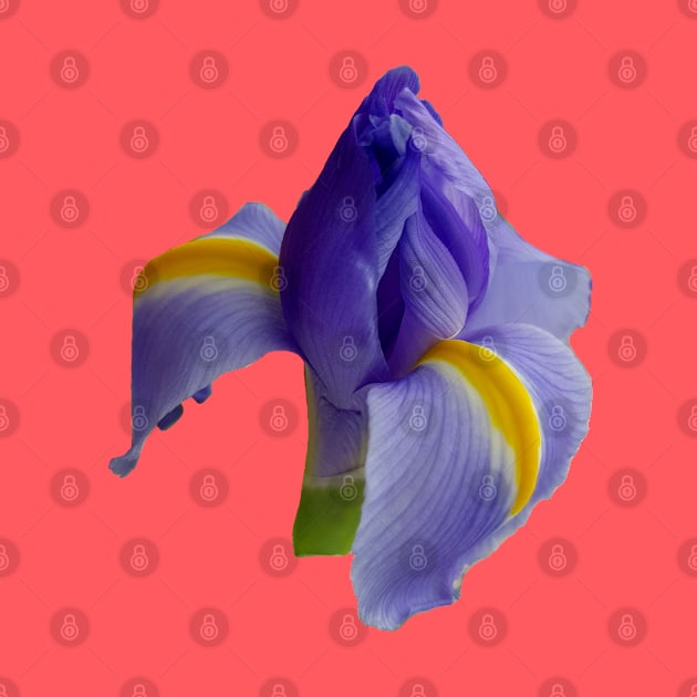 Blue Iris Floral Photo by ellenhenryart