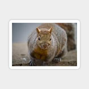 Grey Squirrel Magnet