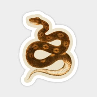 serpent,cobra,reptile,viper,venom,lizard,rattlesnake,king cobra,dragon,hydra,poison,venomous,plumber's snake,pythonidae,pythons,auger,python,squamata,serpentine,worm,big,ophidian,rattlesnakes,medusa,snakebite Magnet