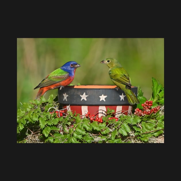 Painted Bunting Birds Pair by candiscamera