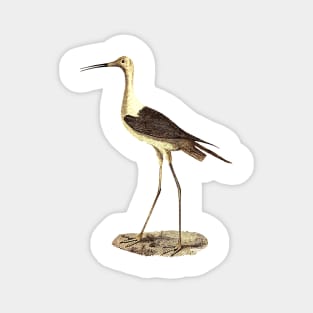 Stork Magnet