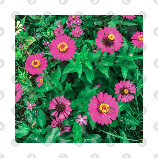 Pink Zinnia flower bush background by FOGSJ