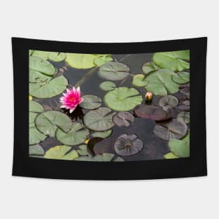 Beautiful pink waterlily in the Danube Delta, Romania, on summer day Tapestry