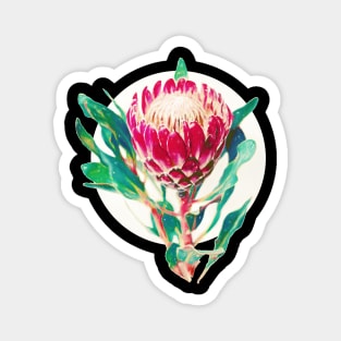 Vintage Protea Magnet