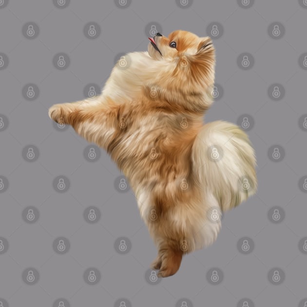 Dog Pomeranian Spitz by Bonidog
