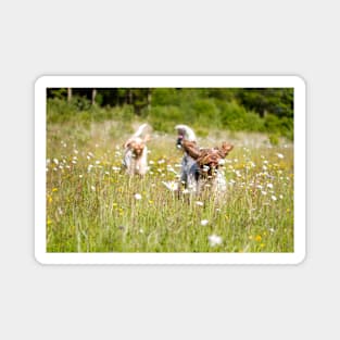 Wild daisies Spinoni Magnet