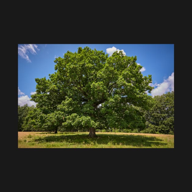 Centennial oak tree by naturalis