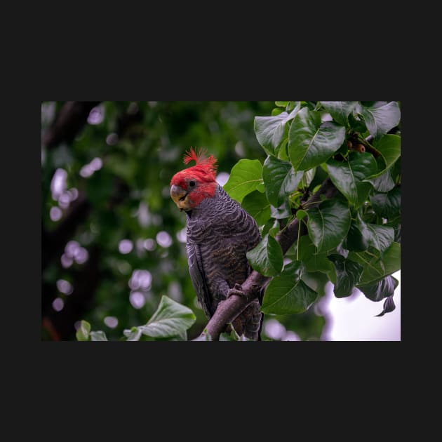 Gang Gang Cockatoo by Bevlyn