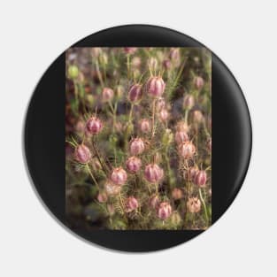 Nigella seed heads Pin