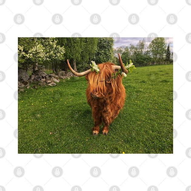 Scottish Highland Cattle Cow with flowers 2401 by SaarelaHighland