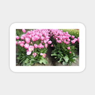 Flowers, pink tulips, Skagit Valley, Washington State Magnet