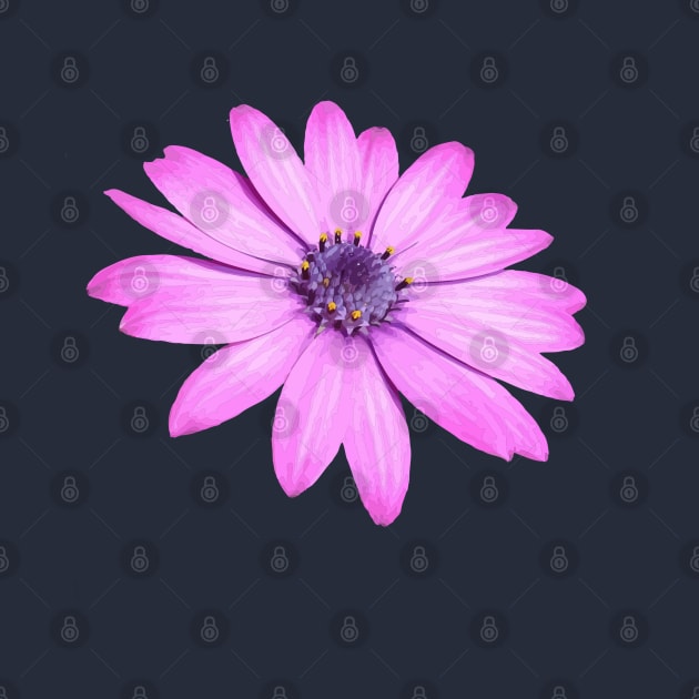 Single Pink African Daisy Isolated by taiche