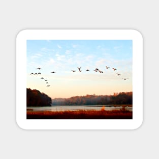 Canada geese take flight in the early morning light. Magnet