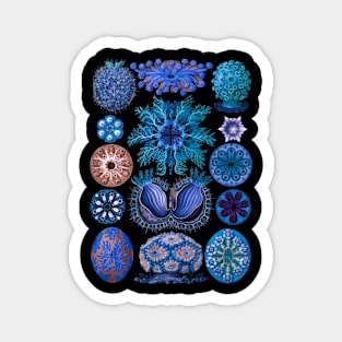 Ernst Haecke Ascidia Sea Squirts in Vivid Blue Magnet