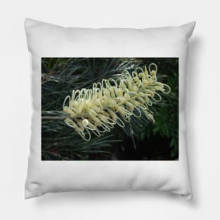 White Grevillea Pillow