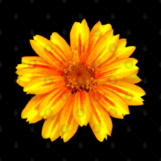 unique yellow red flower, bloom, flowers, petals by rh_naturestyles